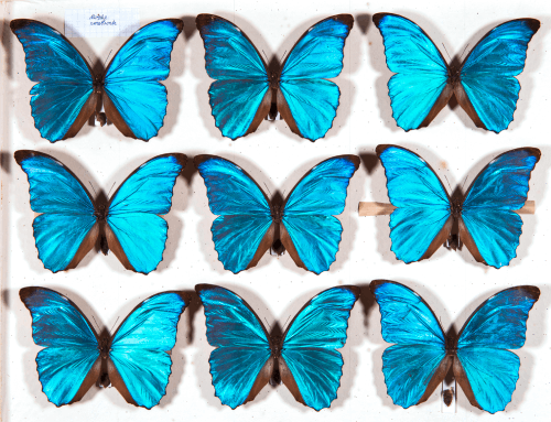 Neun blaue Schmetterlinge in einem Insektenkasten