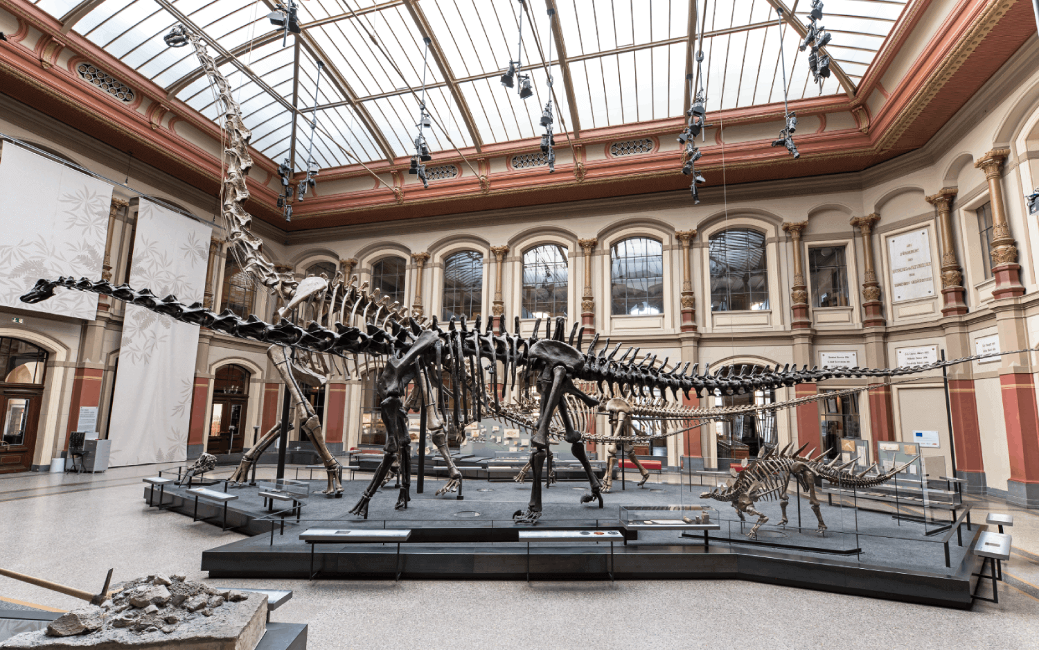 Diplodocus (Diplodocus carnegii) (c) Museum für Naturkunde Berlin / Carola Radke