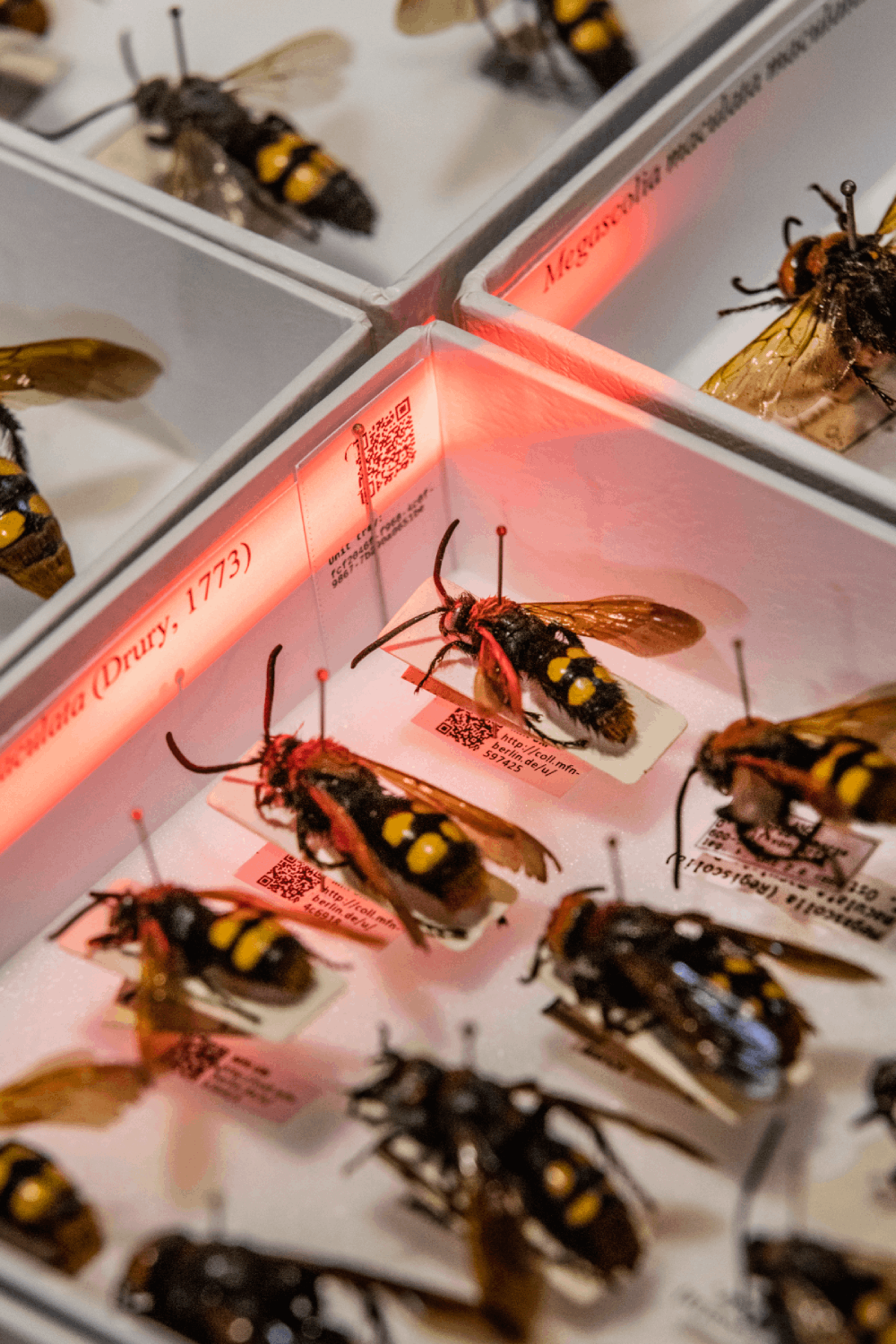 Bienen in Insektenkasten mit QR Codes