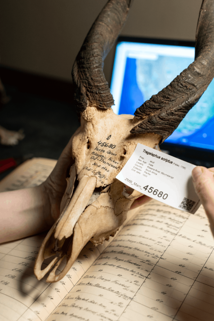 Someone is holding an antelope skull with slightly twisted horns in their left hand, while their right hand holds the label. A handwritten catalog with object entries and a computer screen are visible in the background.