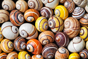 Mehrere Gehäuse von Bänderschnecken in unterschiedlichen Farben.