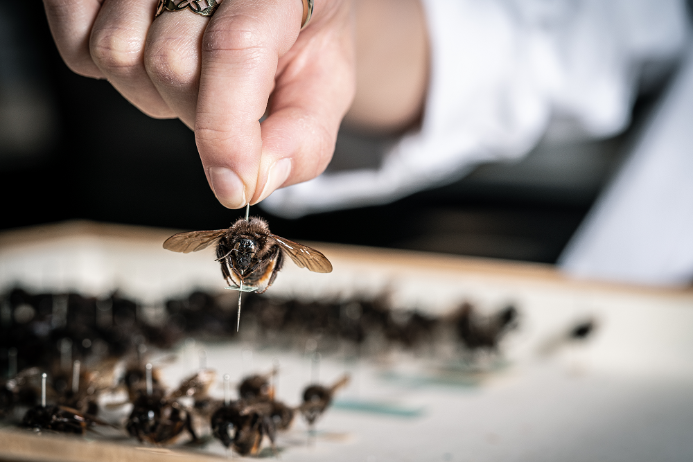 Biene aus einem Insektenkasten der Sammlung des Museums für Naturkunde Berlin.