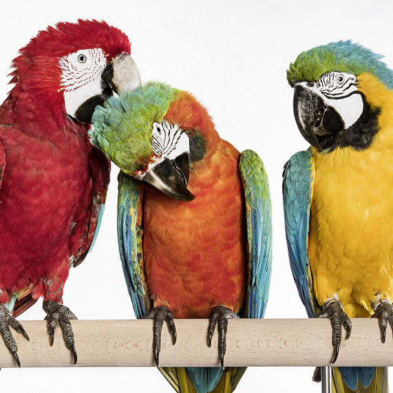 Grünflügelara, Ara-Hybrid, Gelbbrustara (Museum für Naturkunde Berlin, Carola Radke)