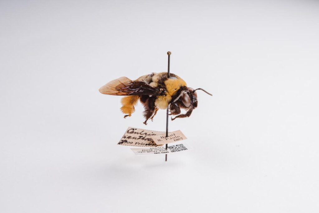 Close-up of a preserved honey bee against a white background. The bee is impaled on a needle. Below it on the needle are three data labels, one of which has a QR code.