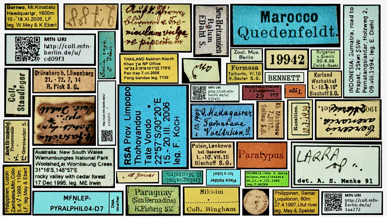 various collection labels from the Museum für Naturkunde Berlin, picture by Margot Belot