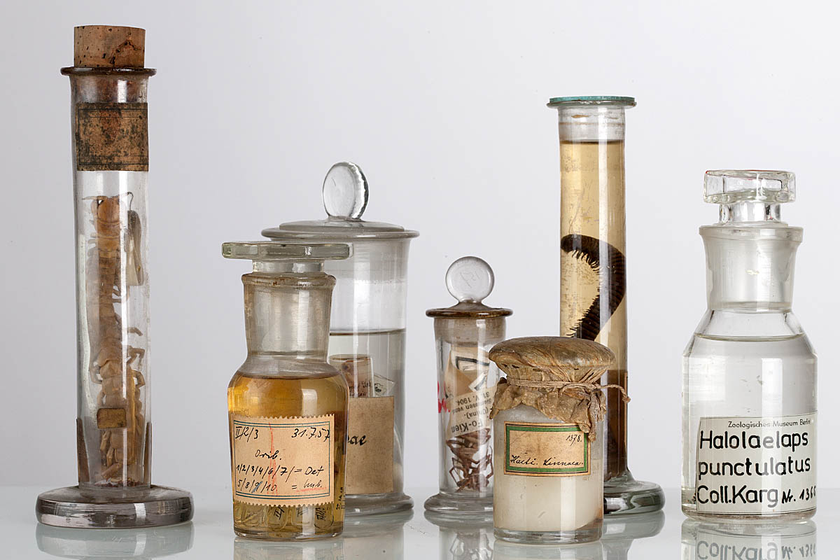 Spinnentiere (c) Museum für Naturkunde, Carola Radke