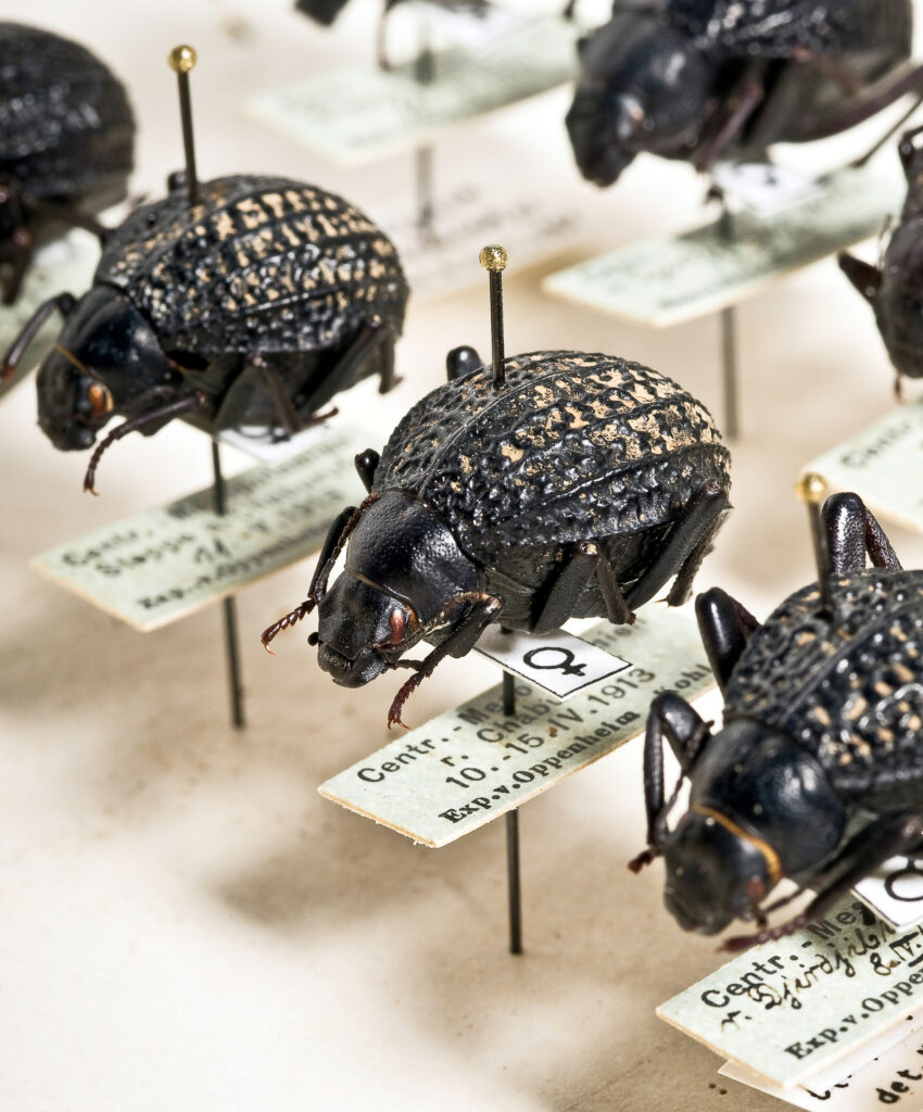 Detail from an insect box in the darkling beetle collection. The beetles are mounted on needles with their hand- or machine-written labels