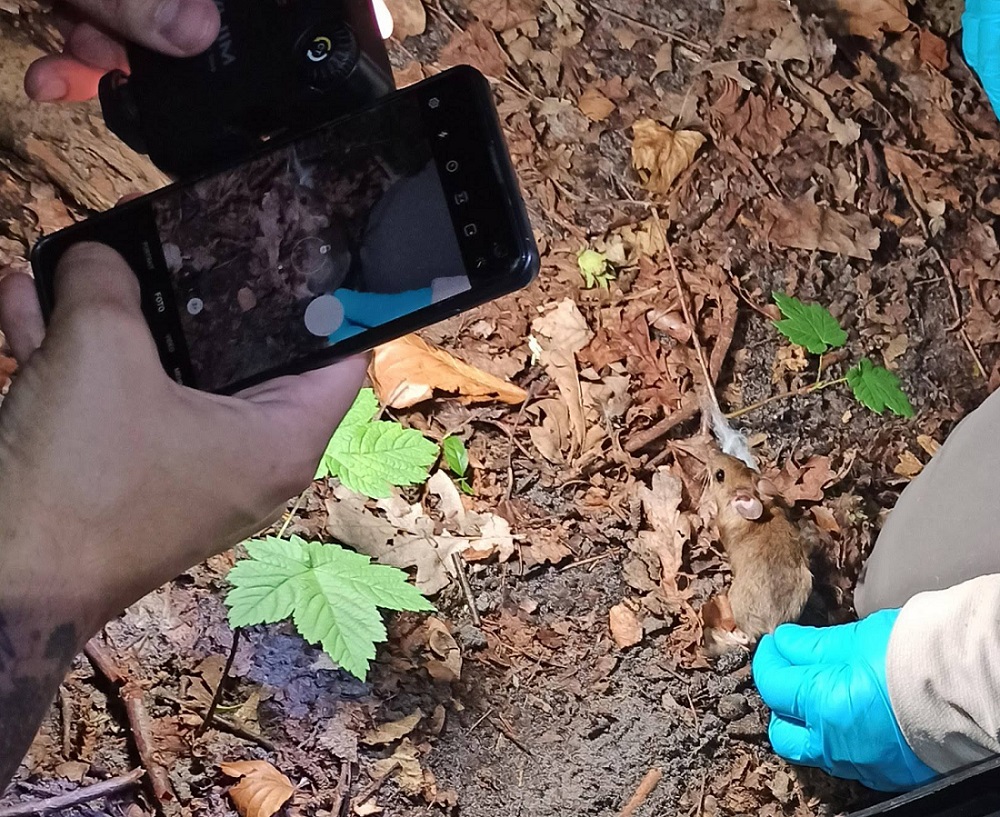A mouse was caught during fieldwork and is being held and photographed.