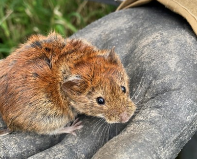 Bank vole sitting on a hand