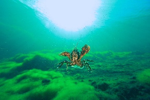 Spiny Freshwater Crayfish (E.bispinosus)