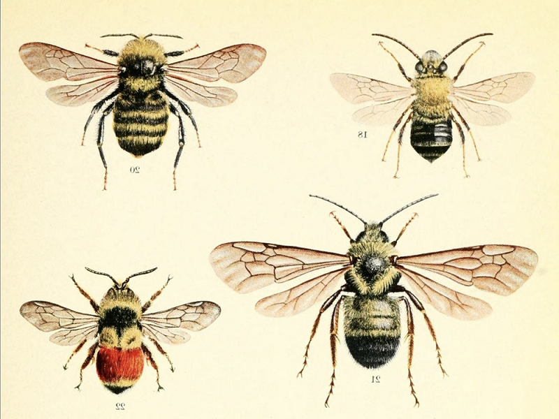 WiNoDa Conference Drawings of Bee collection
