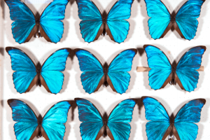 Neun blaue Schmetterlinge der Art Morpho menelaus in einem Insektenkasten.